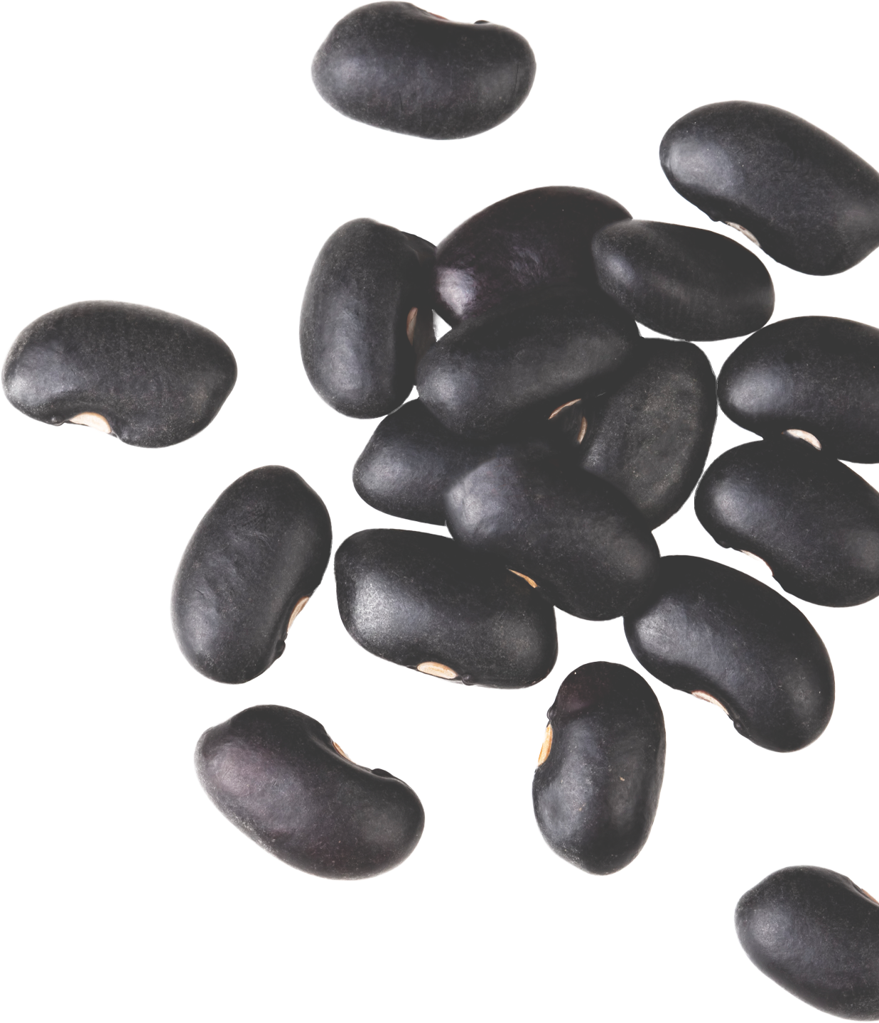 frische Schwarzbohnen