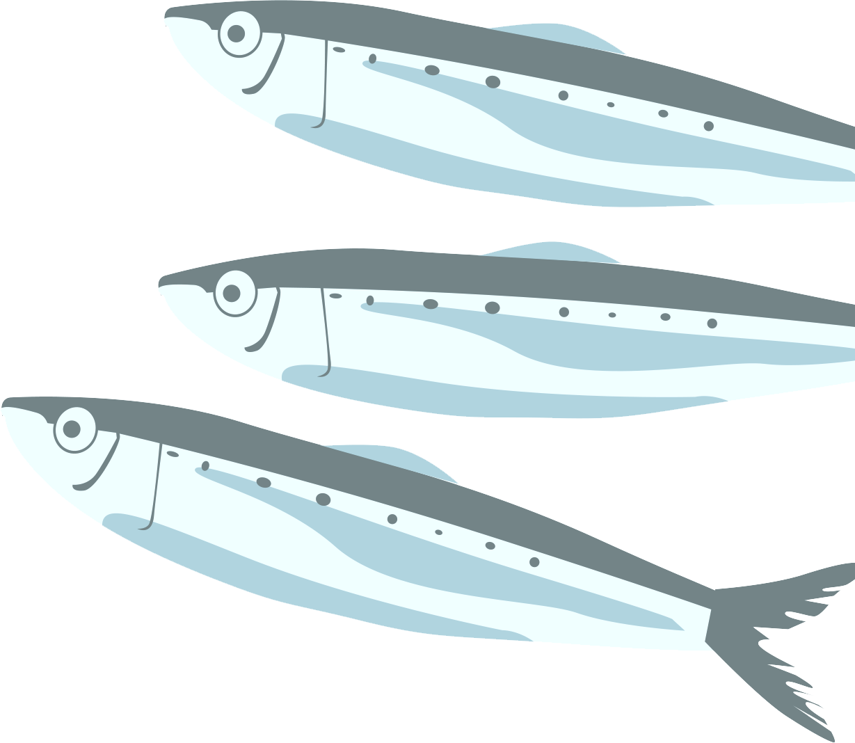 Zeichnung von Sardinen