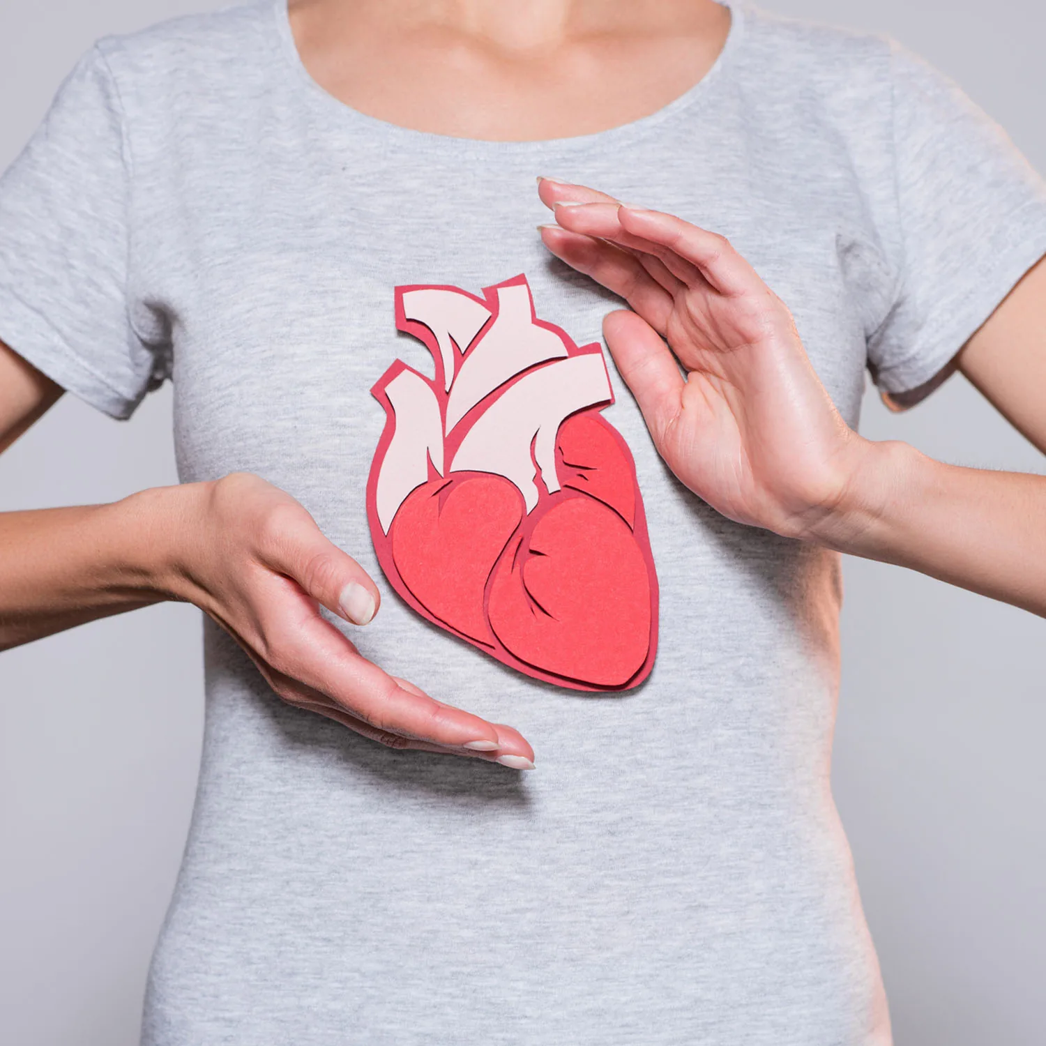 Nahaufnahme der Brust einer Person, die ein Herzmodell mit beiden Händen in der Mitte hält.